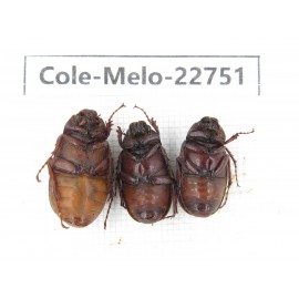 Melolonthidae sp. China, Yunnan, Chuxiong, Shuangbai county (N Mt.Ailaoshan.) 3Pcs. Cole-Melo-22751.