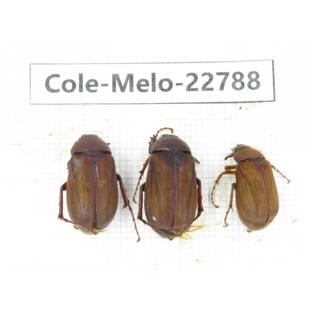 Melolonthidae sp. China, Yunnan, Dali, N of Mt.Cangshan. 3Pcs. Cole-Melo-22788.