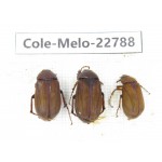 Melolonthidae sp. China, Yunnan, Dali, N of Mt.Cangshan. 3Pcs. Cole-Melo-22788.