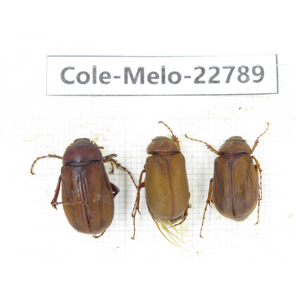 Melolonthidae sp. China, Yunnan, Dali, N of Mt.Cangshan. 3Pcs. Cole-Melo-22789.