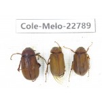 Melolonthidae sp. China, Yunnan, Dali, N of Mt.Cangshan. 3Pcs. Cole-Melo-22789.