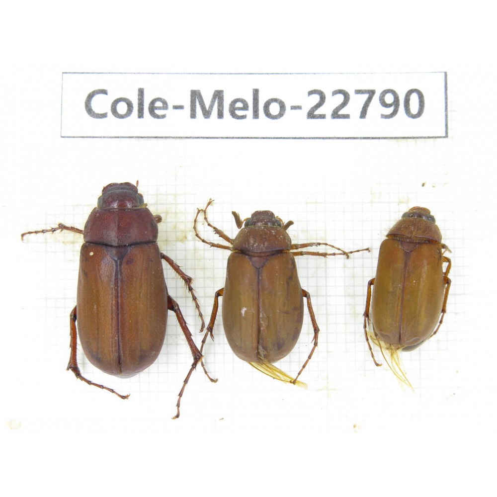Melolonthidae sp. China, Yunnan, Dali, N of Mt.Cangshan. 3Pcs. Cole-Melo-22790.