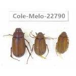 Melolonthidae sp. China, Yunnan, Dali, N of Mt.Cangshan. 3Pcs. Cole-Melo-22790.