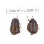 Melolonthidae sp. China, Yunnan, Dali, C of Mt.Cangshan. 2Pcs. Cole-Melo-22812.