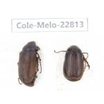 Melolonthidae sp. China, Yunnan, Dali, C of Mt.Cangshan. 2Pcs. Cole-Melo-22813.