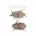 Melolonthidae sp. Myanmar, Kechin, Nanse. 2Pcs. Cole-Melo-22840.