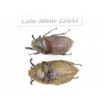 Melolonthidae sp. Myanmar, Kechin, Nanse. 2Pcs. Cole-Melo-22842.