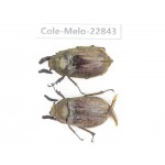 Melolonthidae sp. Myanmar, Kechin, Nanse. 2Pcs. Cole-Melo-22843.