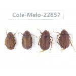 Melolonthidae sp. Myanmar, Kechin, Nanse. 4Pcs. Cole-Melo-22857.