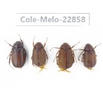 Melolonthidae sp. Myanmar, Kechin, Nanse. 4Pcs. Cole-Melo-22858.