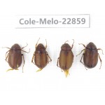 Melolonthidae sp. Myanmar, Kechin, Nanse. 4Pcs. Cole-Melo-22859.