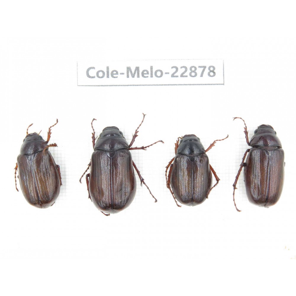 Melolonthidae sp. Myanmar, Kechin, Nanse. 4Pcs. Cole-Melo-22878.