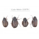 Melolonthidae sp. Myanmar, Kechin, Nanse. 4Pcs. Cole-Melo-22878.