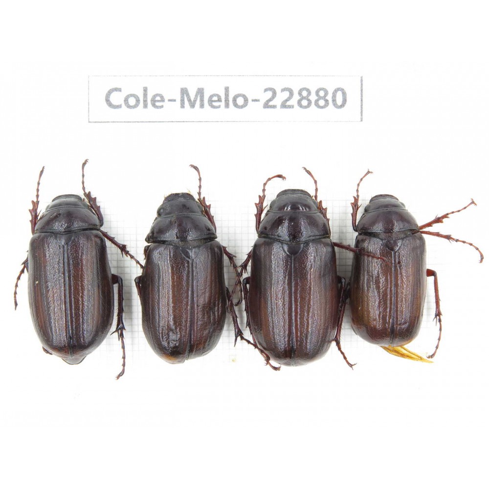 Melolonthidae sp. Myanmar, Kechin, Nanse. 4Pcs. Cole-Melo-22880.