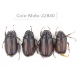 Melolonthidae sp. Myanmar, Kechin, Nanse. 4Pcs. Cole-Melo-22880.