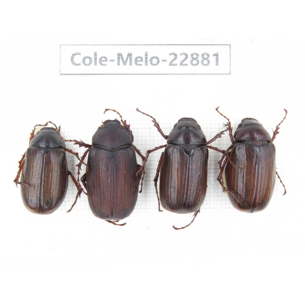 Melolonthidae sp. Myanmar, Kechin, Nanse. 4Pcs. Cole-Melo-22881.