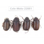 Melolonthidae sp. Myanmar, Kechin, Nanse. 4Pcs. Cole-Melo-22881.
