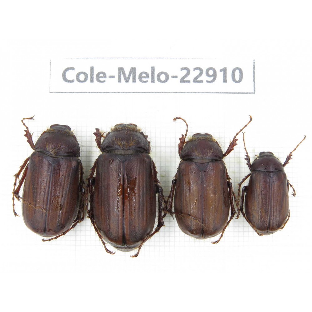 Melolonthidae sp. China, Yunnan, Dali, S of Dali. 4Pcs. Cole-Melo-22910.