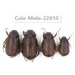 Melolonthidae sp. China, Yunnan, Dali, S of Dali. 4Pcs. Cole-Melo-22910.