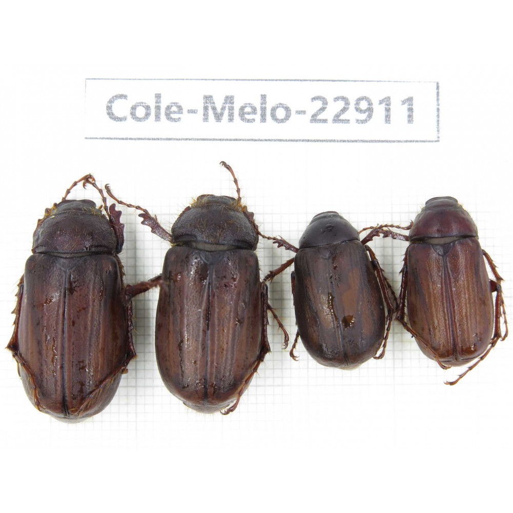 Melolonthidae sp. China, Yunnan, Dali, S of Dali. 4Pcs. Cole-Melo-22911.