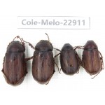 Melolonthidae sp. China, Yunnan, Dali, S of Dali. 4Pcs. Cole-Melo-22911.