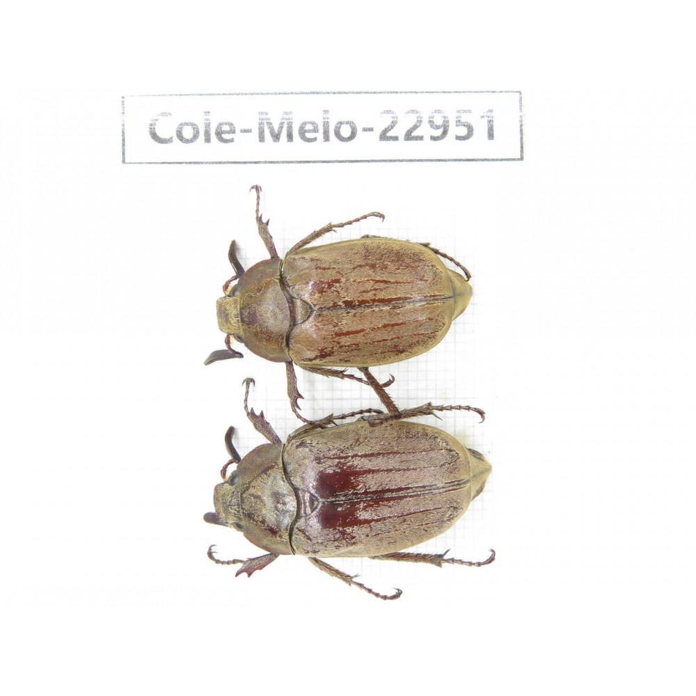 Melolonthidae sp. China, Shaanxi, Hanzhong, Liuba county. 2Pcs. Cole-Melo-22951.