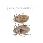 Melolonthidae sp. China, Shaanxi, Hanzhong, Liuba county. 2Pcs. Cole-Melo-22951.