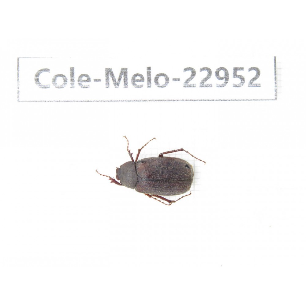 Melolonthidae sp. China, Gansu, Longnan, Wenxian county. 1Pcs. Cole-Melo-22952.