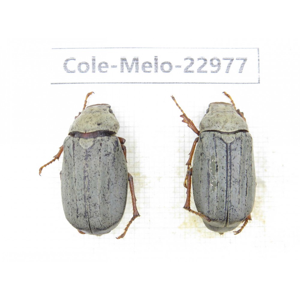 Melolonthidae sp. China, Guizhou, Qiandongnan, Mt.Leigongshan.2Pcs. Cole-Melo-22977.