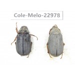 Melolonthidae sp. China, Guizhou, Qiandongnan, Mt.Leigongshan.2Pcs. Cole-Melo-22978.