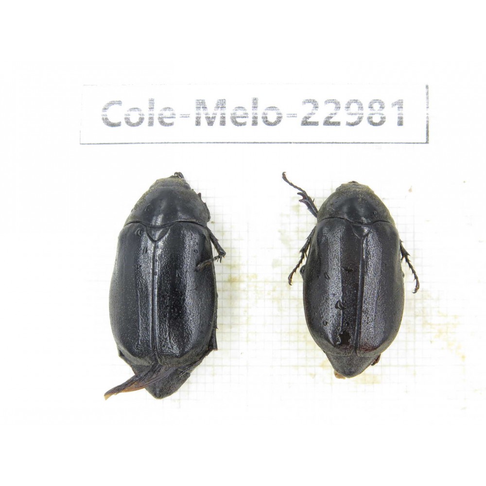 Melolonthidae sp. China, Guizhou, Qiandongnan, Mt.Leigongshan.2Pcs. Cole-Melo-22981.