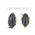 Melolonthidae sp. China, Guizhou, Qiandongnan, Mt.Leigongshan.2Pcs. Cole-Melo-22981.