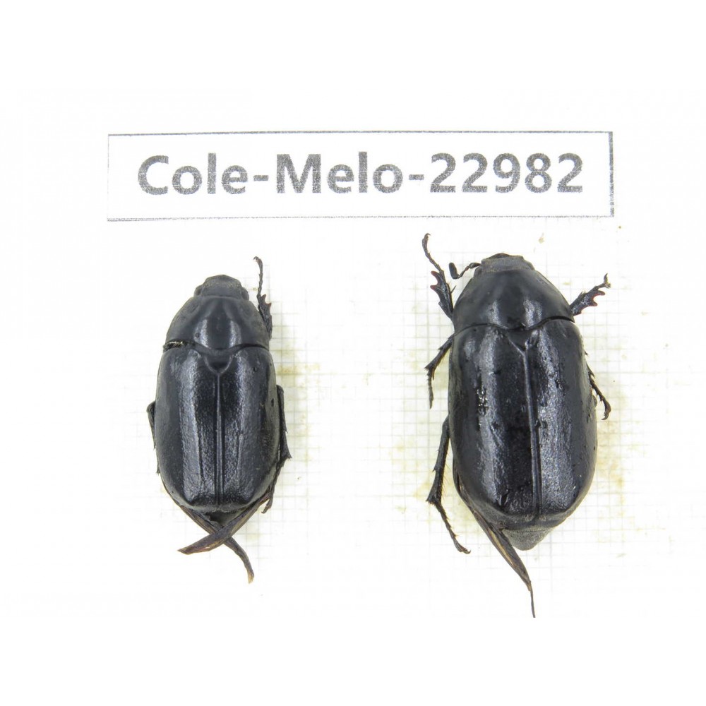 Melolonthidae sp. China, Guizhou, Qiandongnan, Mt.Leigongshan.2Pcs. Cole-Melo-22982.