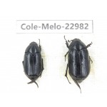 Melolonthidae sp. China, Guizhou, Qiandongnan, Mt.Leigongshan.2Pcs. Cole-Melo-22982.