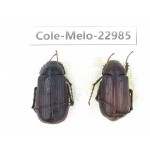 Melolonthidae sp. China, Guizhou, Qiandongnan, Mt.Leigongshan.2Pcs. Cole-Melo-22985.