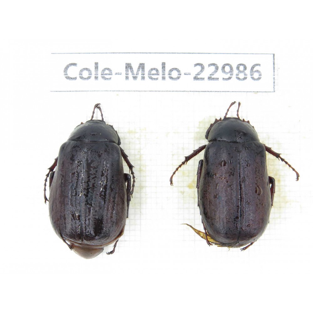 Melolonthidae sp. China, Guizhou, Qiandongnan, Mt.Leigongshan.2Pcs. Cole-Melo-22986.
