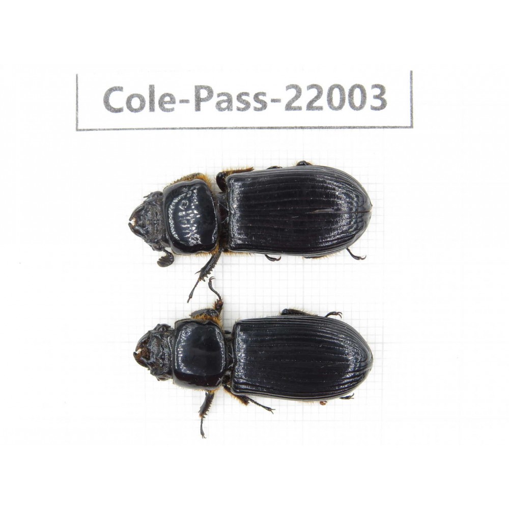 Passalidae sp. China, Tibet, Linzhi, Bomi county. 2Pcs. Cole-Pass-22003.