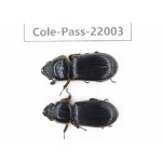 Passalidae sp. China, Tibet, Linzhi, Bomi county. 2Pcs. Cole-Pass-22003.