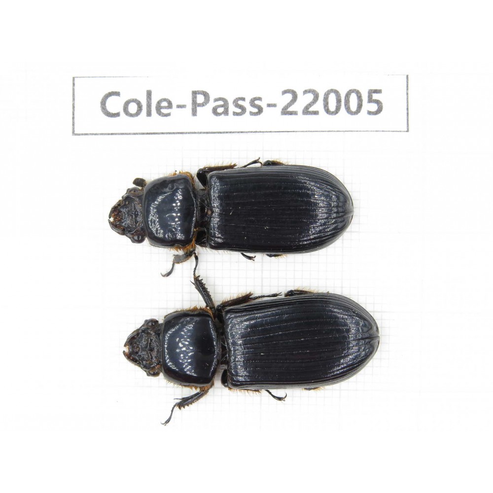 Passalidae sp. China, Tibet, Linzhi, Bomi county. 2Pcs. Cole-Pass-22005.