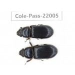 Passalidae sp. China, Tibet, Linzhi, Bomi county. 2Pcs. Cole-Pass-22005.