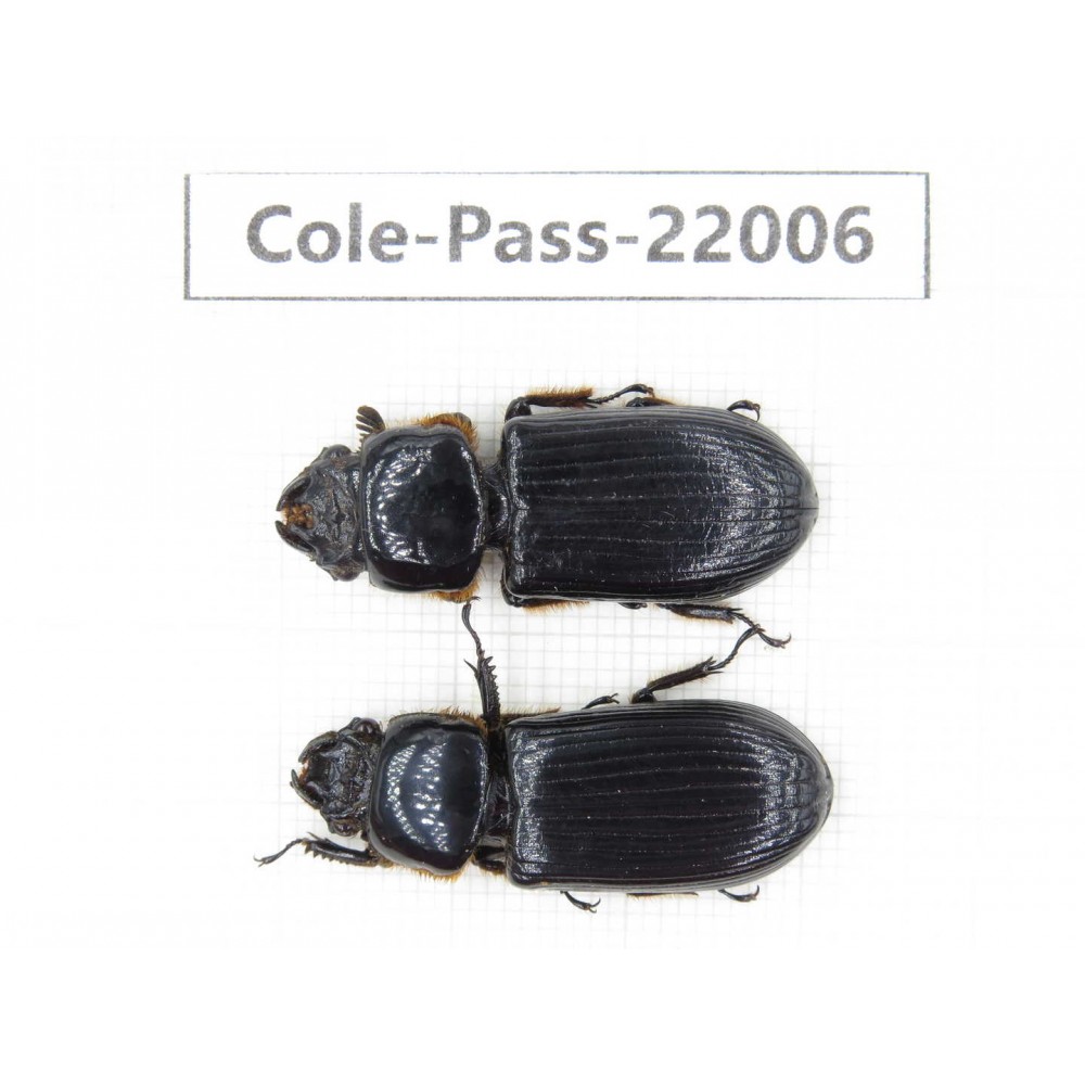 Passalidae sp. China, Tibet, Linzhi, Bomi county. 2Pcs. Cole-Pass-22006.