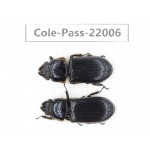 Passalidae sp. China, Tibet, Linzhi, Bomi county. 2Pcs. Cole-Pass-22006.
