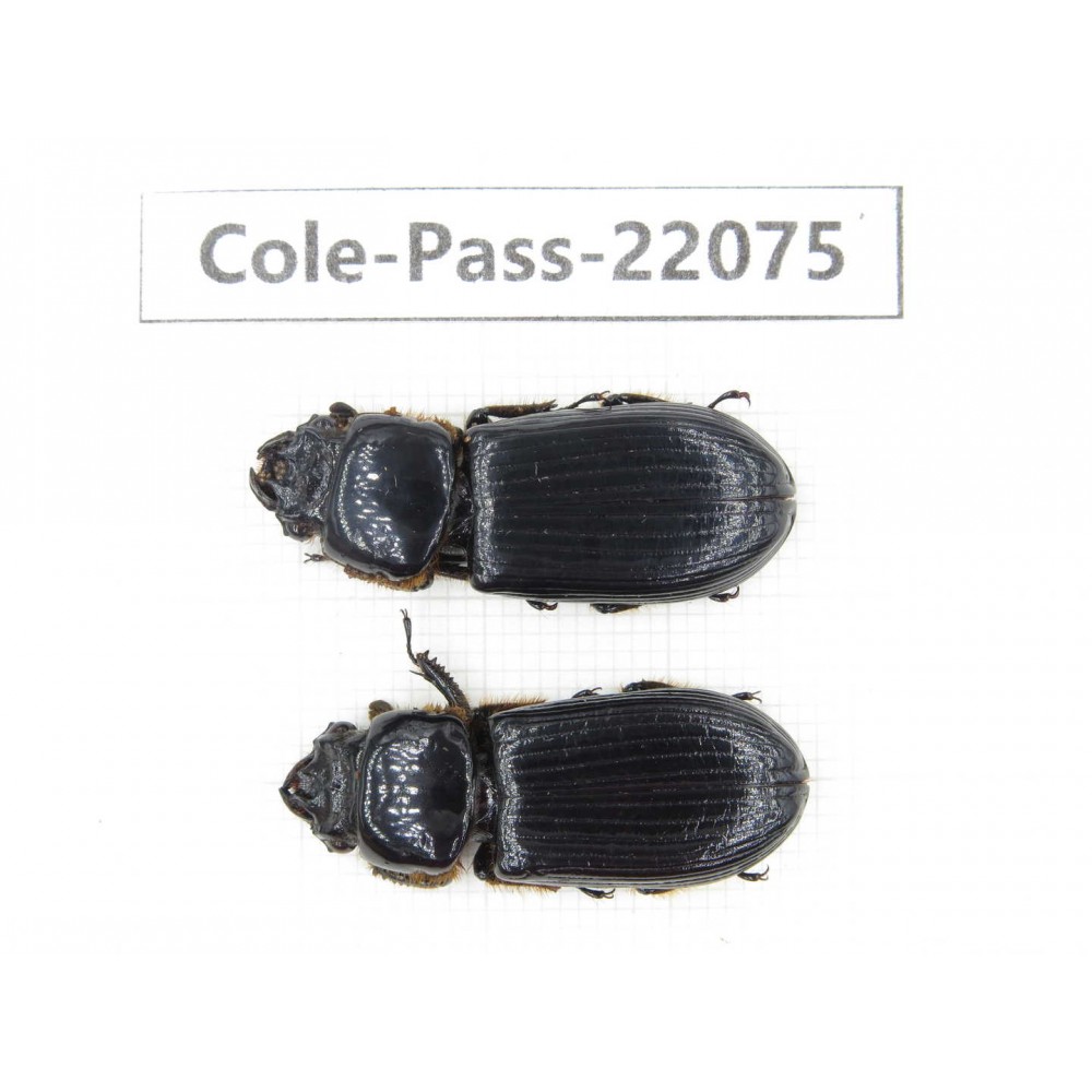 Passalidae sp. China, Tibet, Linzhi, Motuo county. 2Pcs. Cole-Pass-22075.