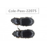 Passalidae sp. China, Tibet, Linzhi, Motuo county. 2Pcs. Cole-Pass-22075.