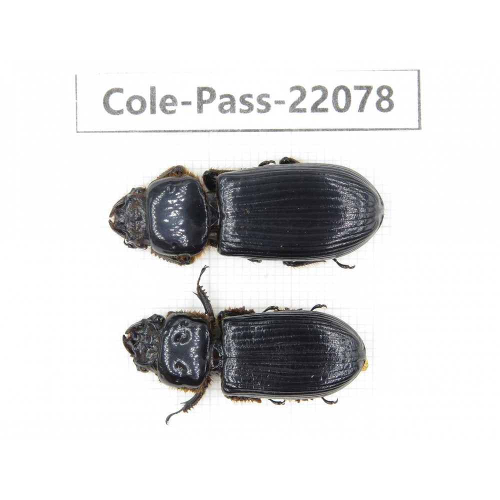 Passalidae sp. China, Tibet, Linzhi, Motuo county. 2Pcs. Cole-Pass-22078.