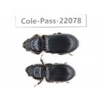 Passalidae sp. China, Tibet, Linzhi, Motuo county. 2Pcs. Cole-Pass-22078.