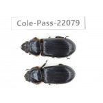 Passalidae sp. China, Tibet, Linzhi, Motuo county. 2Pcs. Cole-Pass-22079.