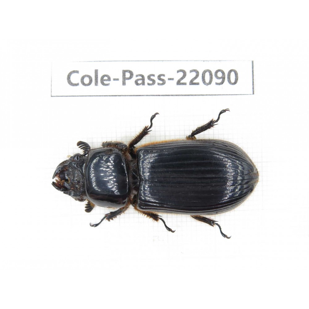 Passalidae sp. China, Tibet, Linzhi area, Linzhi town. 1Pcs. Cole-Pass-22090.