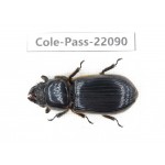 Passalidae sp. China, Tibet, Linzhi area, Linzhi town. 1Pcs. Cole-Pass-22090.