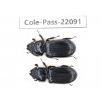 Passalidae sp. China, Tibet, Linzhi area, Linzhi town. 2Pcs. Cole-Pass-22091.